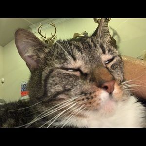 Meet your Posher, Virginia